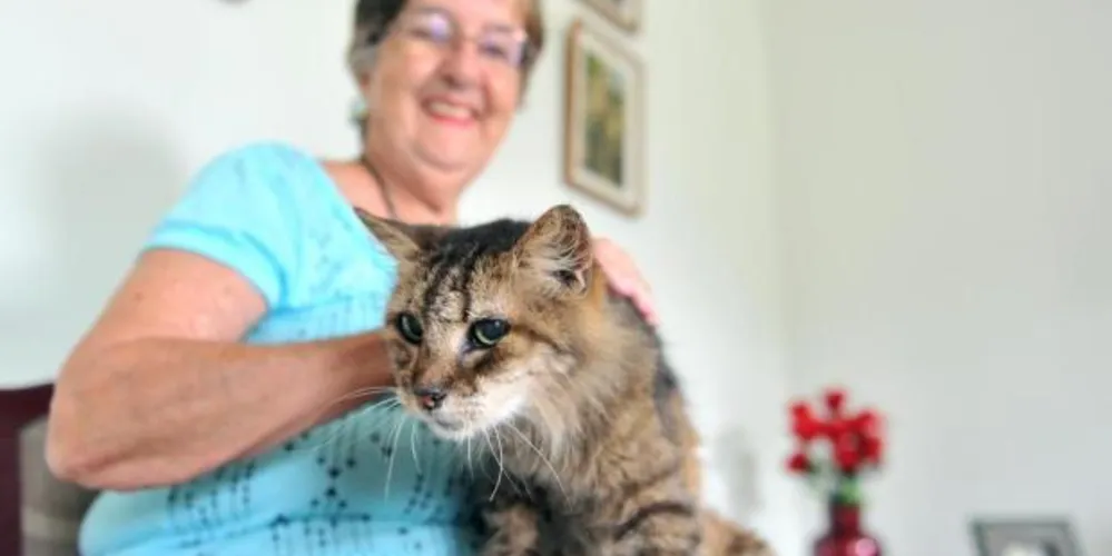 Imagem ilustrativa da imagem Gata de Joinville completa 100 anos de 'idade felina'