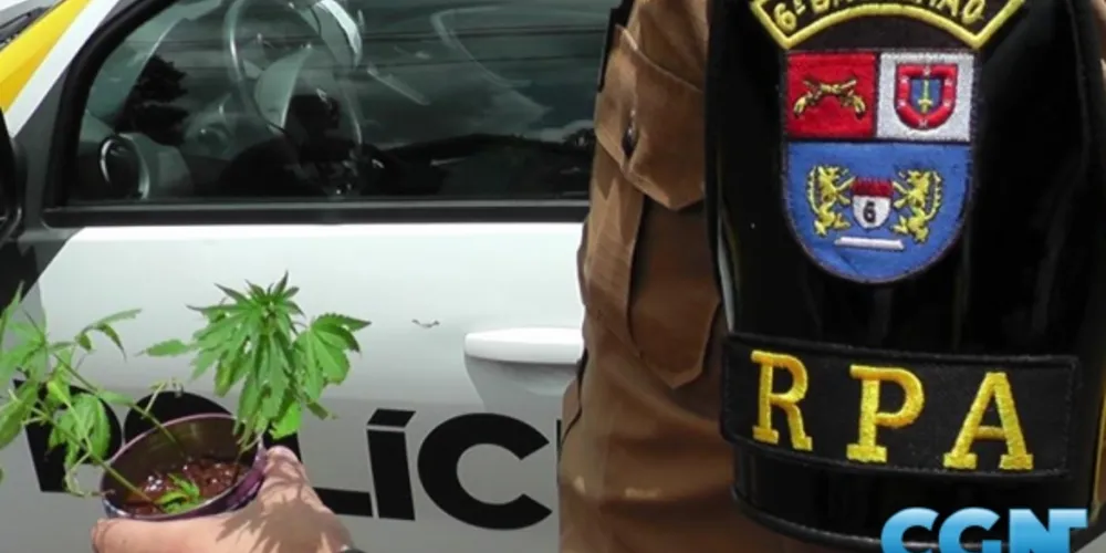 Imagem ilustrativa da imagem Polícia apreende pé de maconha em terreno baldio 