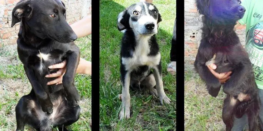 Imagem ilustrativa da imagem Mulher procura lar para cachorros abandonados