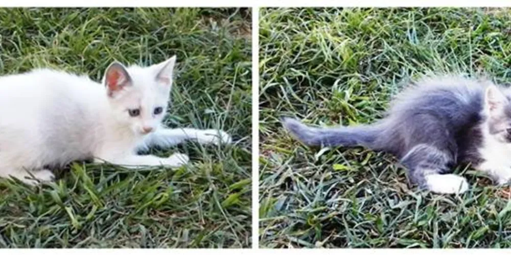 Imagem ilustrativa da imagem Gatinhos precisam de um novo lar