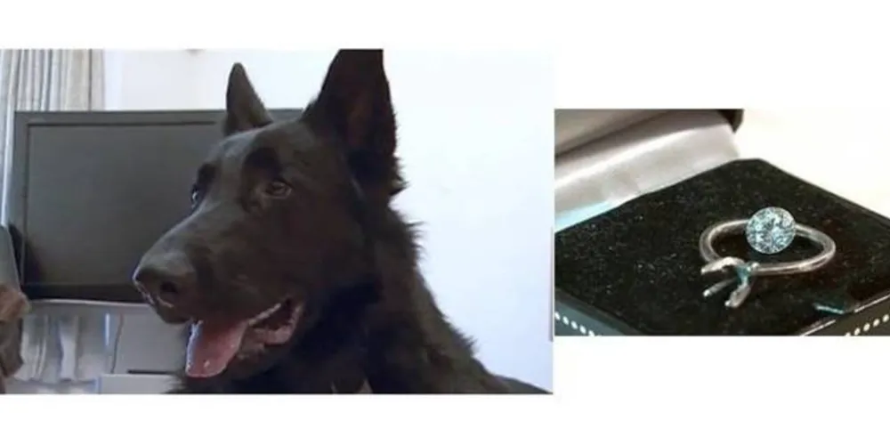 Imagem ilustrativa da imagem Britânica recupera diamante de R$ 70 mil engolido por cão