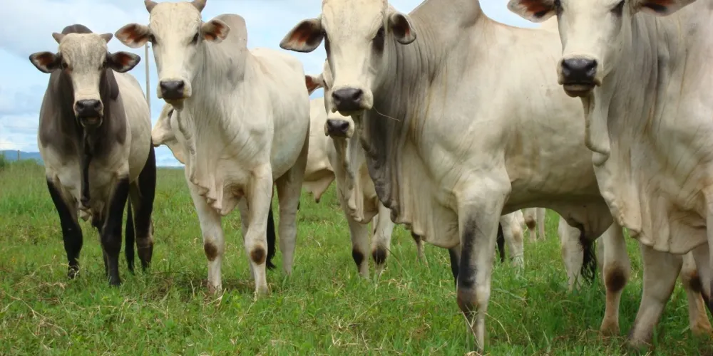 Imagem ilustrativa da imagem Paraná reabre mercado de carne bovina para o Irã