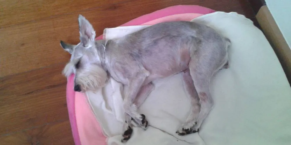 Imagem ilustrativa da imagem Procura-se cadela da raça Schnauzer