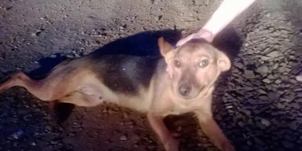 Imagem ilustrativa da imagem Internauta procura lar para cachorra