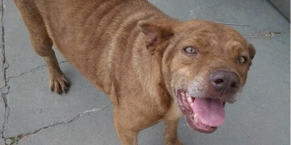 Imagem ilustrativa da imagem Procura-se um lar para cachorra abandonada