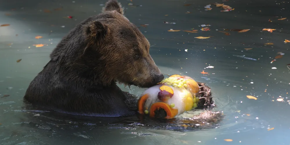 Imagem ilustrativa da imagem Animais do zoológico se refrescam com picolé no Rio