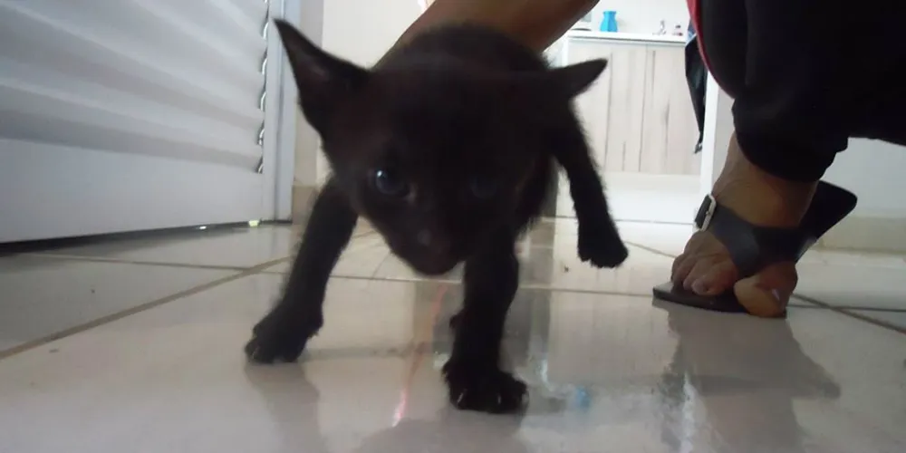 Imagem ilustrativa da imagem Moradora de condomínio quer doar gatinho