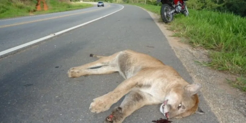 Imagem ilustrativa da imagem Internauta denuncia matança de animais