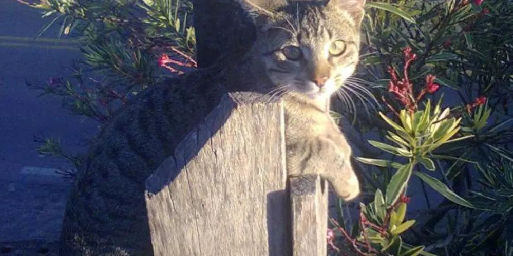 Imagem ilustrativa da imagem Homem mata gato a tiros e acaba preso