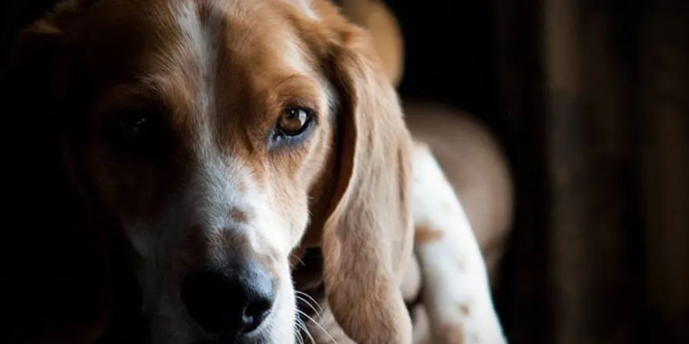 Imagem ilustrativa da imagem SP proíbe testes com animais para produção de cosméticos