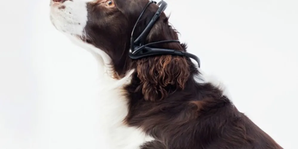 Imagem ilustrativa da imagem Inventores testam tradutor de 'cachorrês'
