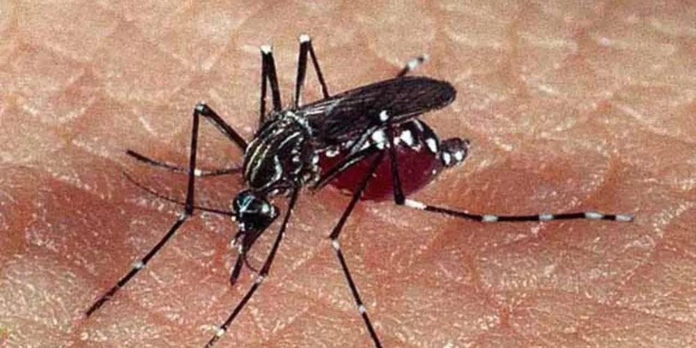 Imagem ilustrativa da imagem Sesa confirma primeira morte por dengue no Paraná