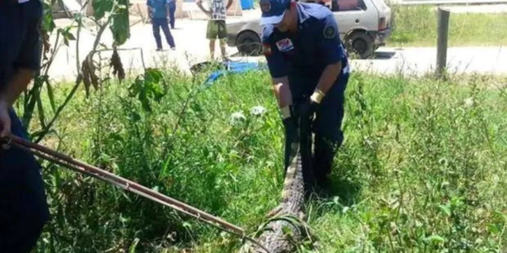 Imagem ilustrativa da imagem Jacaré de 1,5 metro é encontrado em quintal de casa