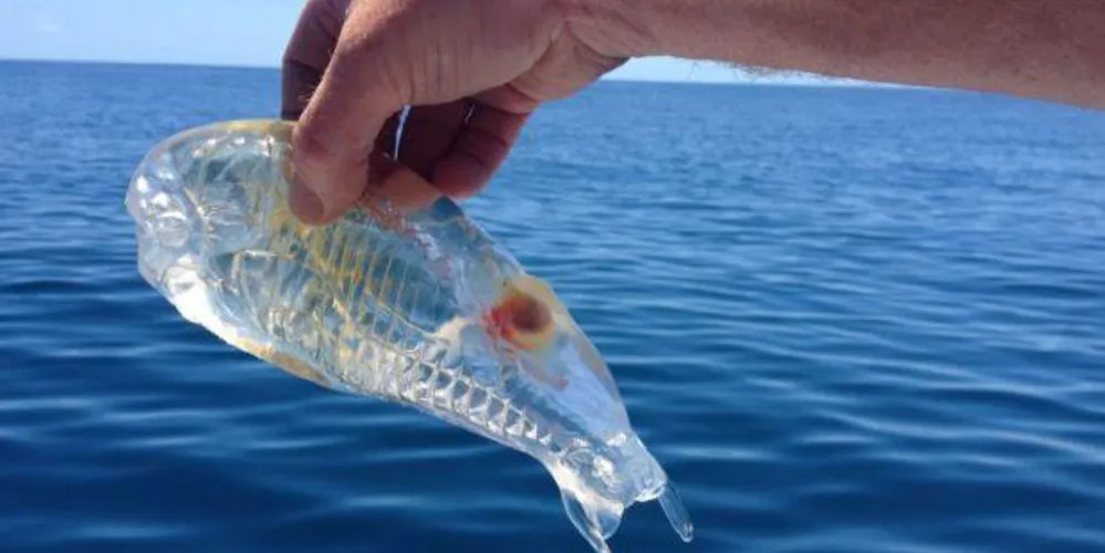 Imagem ilustrativa da imagem Pescador fica surpreso ao pescar peixe transparente