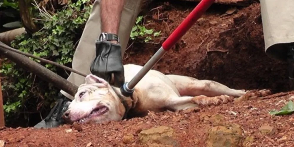Imagem ilustrativa da imagem Estressada, cadela pitbull escapa de canil e mata porco