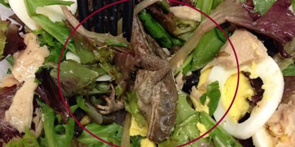 Imagem ilustrativa da imagem Mulher encontra sapo morto em salada