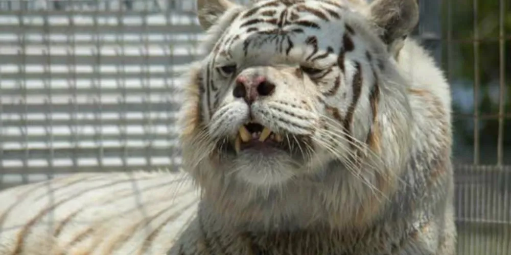 Imagem ilustrativa da imagem Cruzamento entre irmãos gera tigre com 'Síndrome de Down'