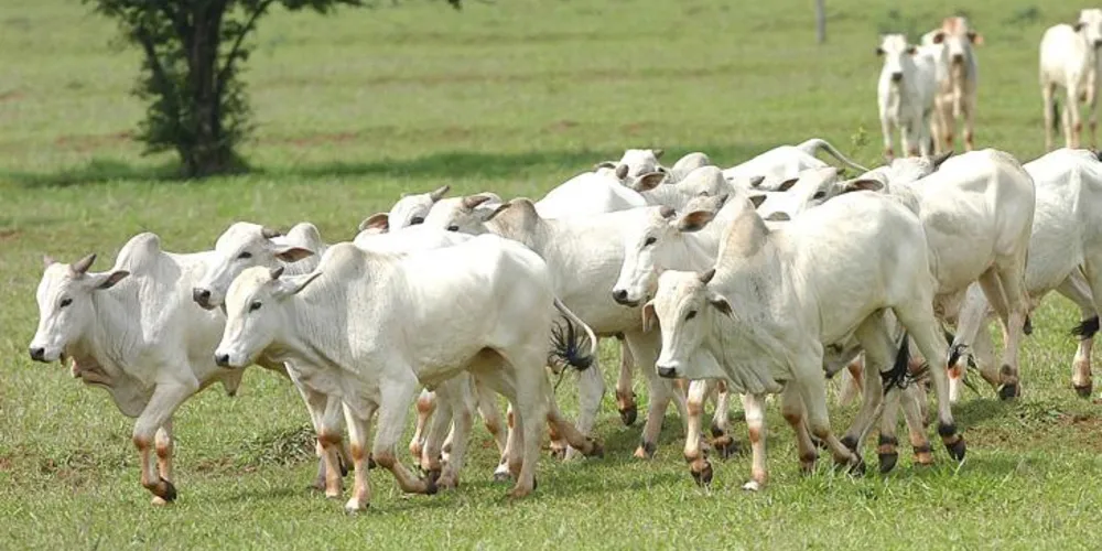 Imagem ilustrativa da imagem Paraná reabre mercado de carne bovina para o Irã