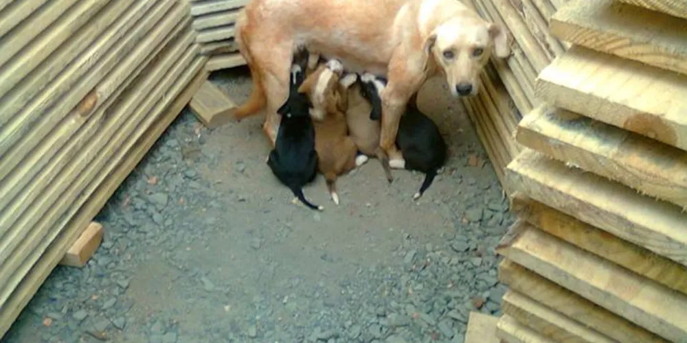 Imagem ilustrativa da imagem Oito filhotinhos de cachorro procuram um lar