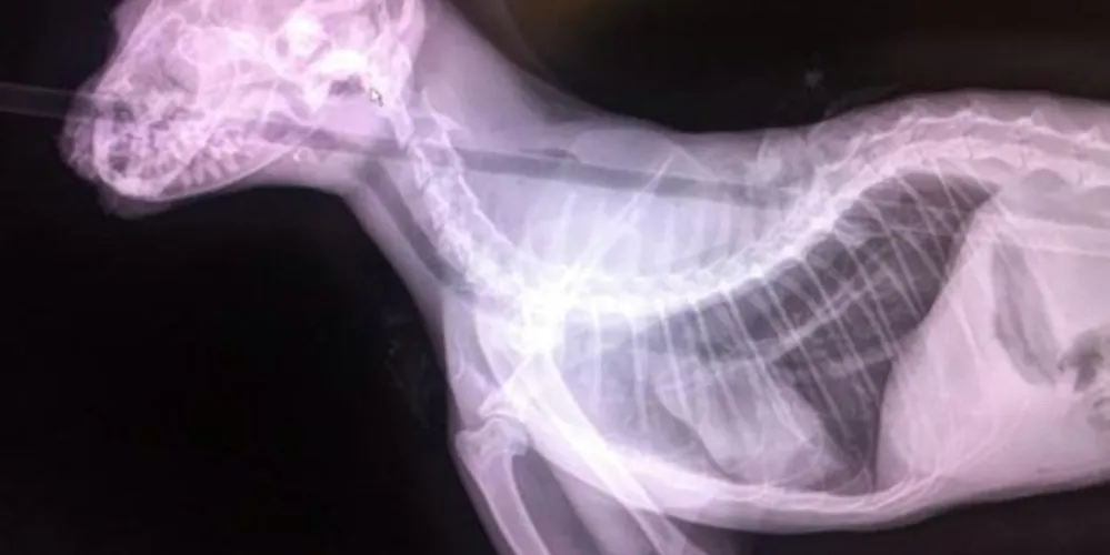 Imagem ilustrativa da imagem Gato leva flechada na cabeça e sobrevive
