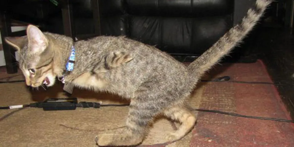 Imagem ilustrativa da imagem Gatinho sem patas dianteiras aprende a andar como humanos