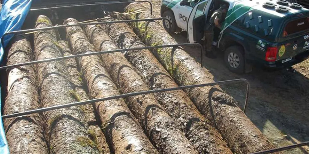 Imagem ilustrativa da imagem Polícia Ambiental apreende pinheiros nativos em serraria