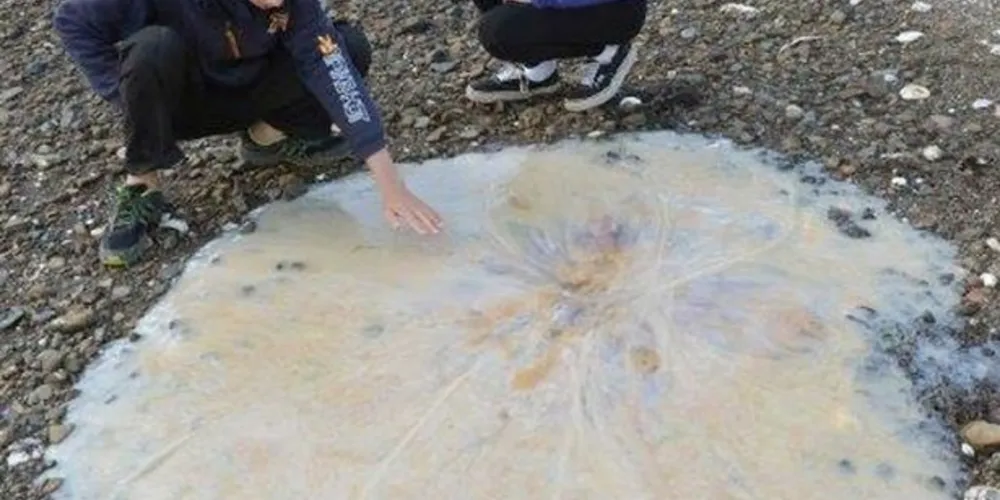 Imagem ilustrativa da imagem Família encontra criatura estranha de 1,5 metros em passeio