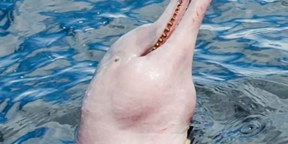 Imagem ilustrativa da imagem Uso de botos como isca para pesca pode causar extinção