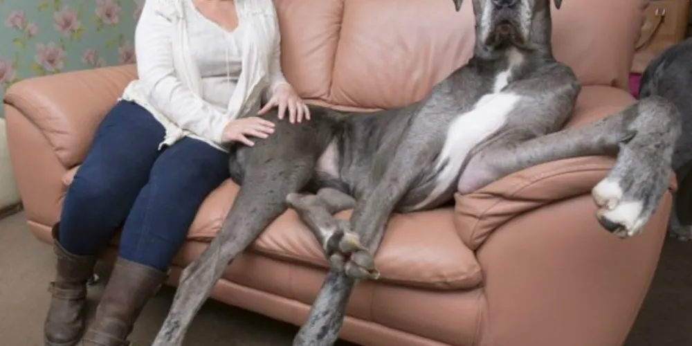 Imagem ilustrativa da imagem Cachorro com 2,1 metros deve se tornar o ‘maior do mundo’