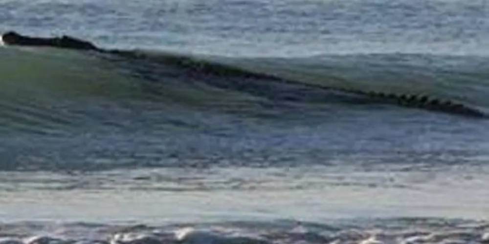 Imagem ilustrativa da imagem Crocodilo de quatro metros ‘surfa’ em praia na Austrália