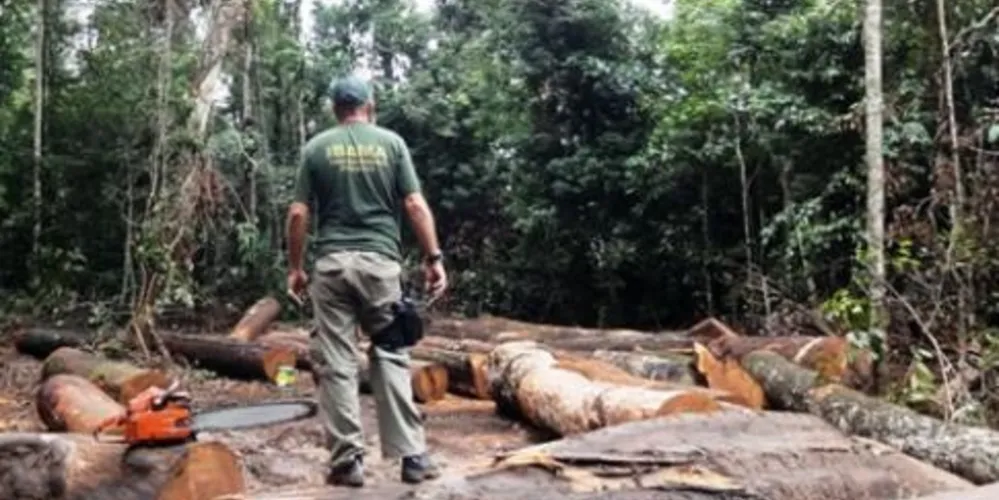Imagem ilustrativa da imagem Alertas de desmatamento caem 19% na Amazônia Legal