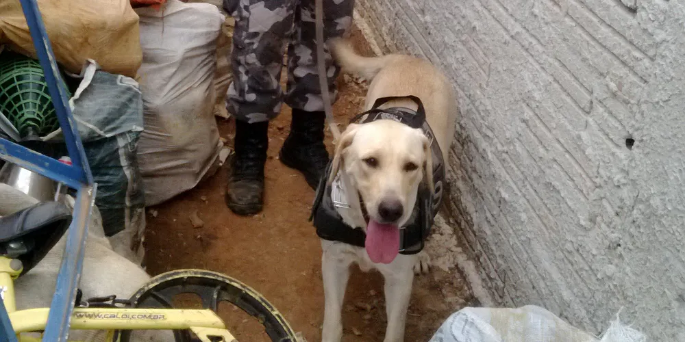 Imagem ilustrativa da imagem Richa manda cortar a ração dos cachorros da Polícia Militar