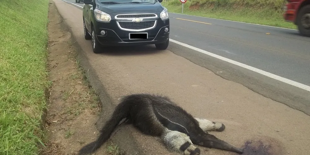 Imagem ilustrativa da imagem Tamanduá morre atropelado e gera comoção nas redes sociais