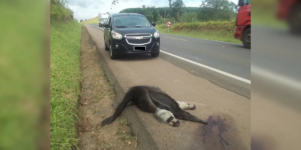 Imagem ilustrativa da imagem Tamanduá morre atropelado e gera comoção nas redes sociais