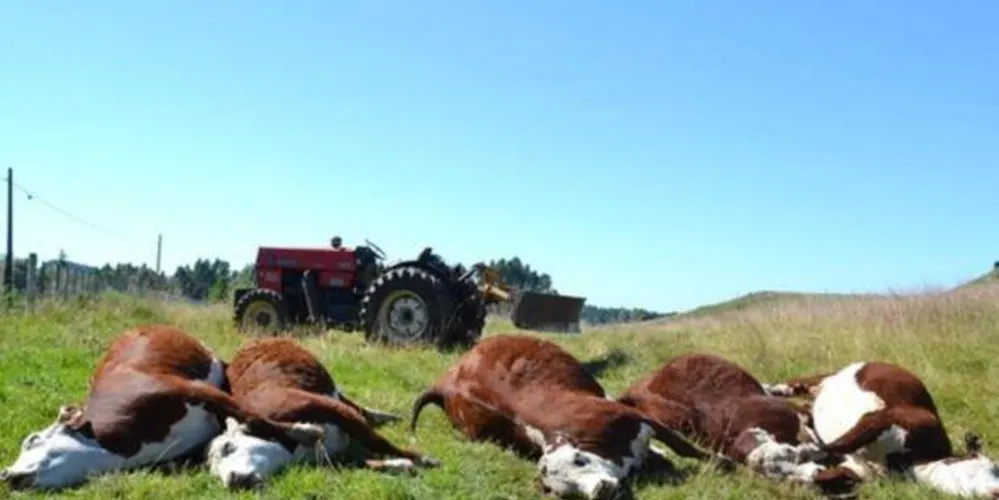 Imagem ilustrativa da imagem Cinco vacas morrem eletrocutadas por raio