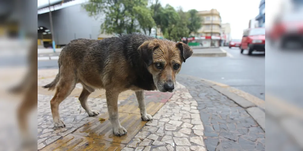 Imagem ilustrativa da imagem Audiência pública discute problema dos cães de rua