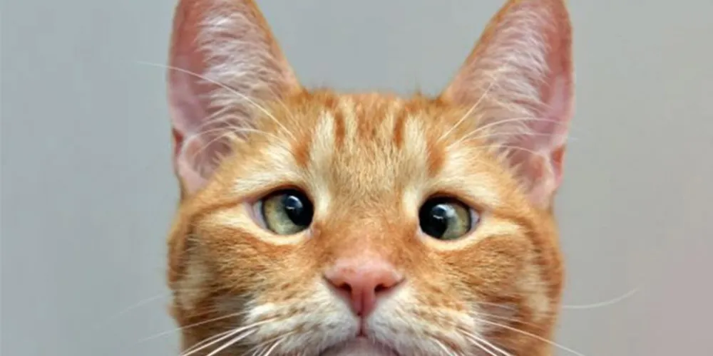 Imagem ilustrativa da imagem Gato ‘vesgo’ que foi abandonado faz sucesso na internet