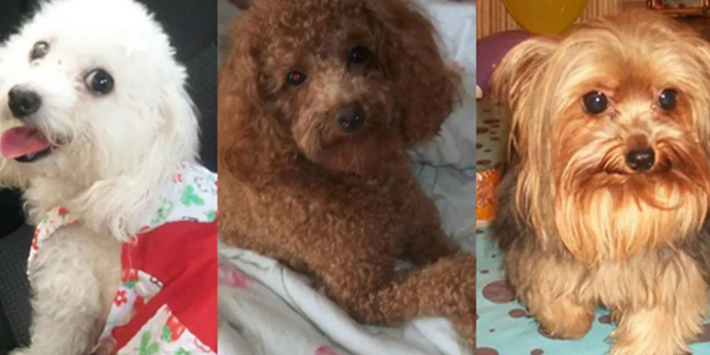 Imagem ilustrativa da imagem Bandidos agridem mulher e roubam seus três cachorros