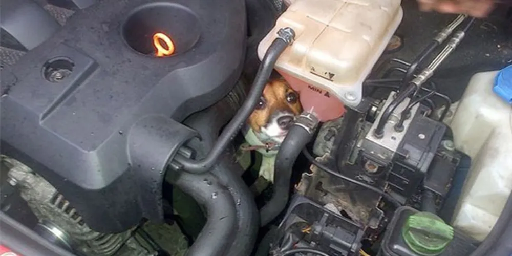 Imagem ilustrativa da imagem Cadela sobrevive depois de viajar 20 km presa em motor de carro