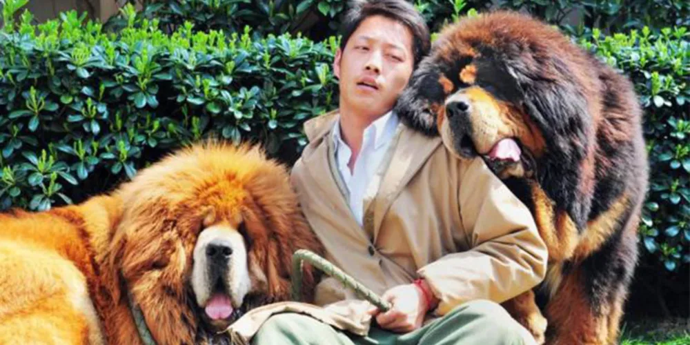 Imagem ilustrativa da imagem Cachorro é vendido por quase US$ 2 milhões na China