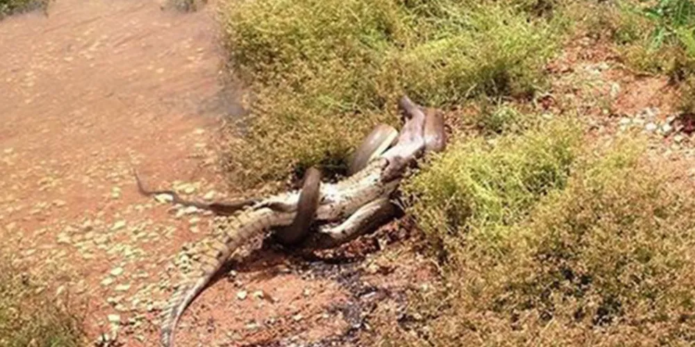 Imagem ilustrativa da imagem Imagem mostra luta entre cobra e crocodilo na beira de rio