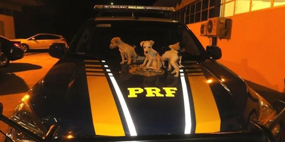 Imagem ilustrativa da imagem PRF resgata filhotes abandonados em rodovia