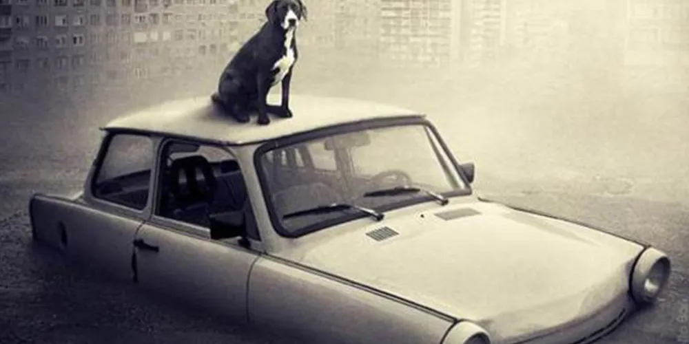 Imagem ilustrativa da imagem Artista cria imagens para incentivar adoção de animais