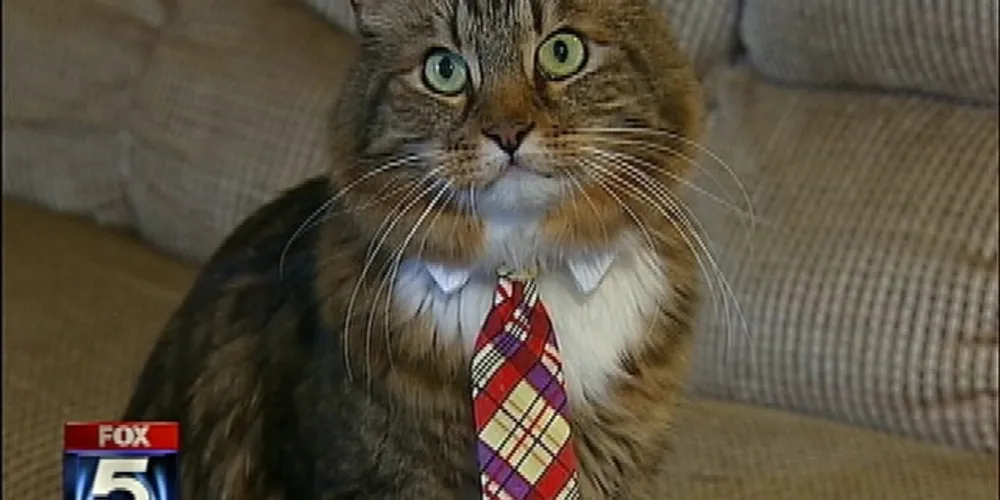 Imagem ilustrativa da imagem  Morre gato Hank, que disputou vaga no Senado dos EUA