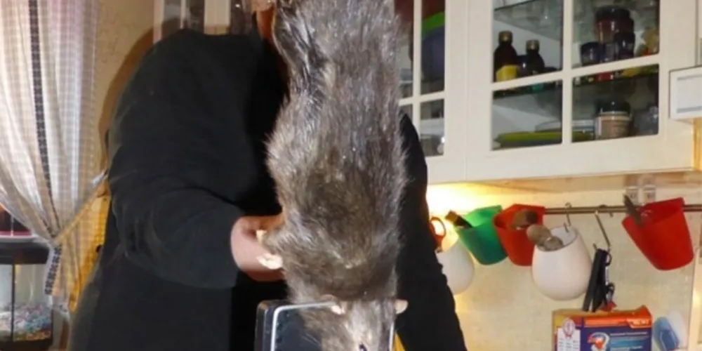 Imagem ilustrativa da imagem Rato gigante toca o terror e amedronta família na Suécia