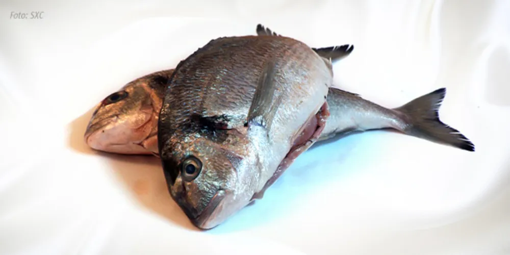Imagem ilustrativa da imagem Sexta-Feira Santa é dia de comer peixe? Segundo a Igreja Católica, não