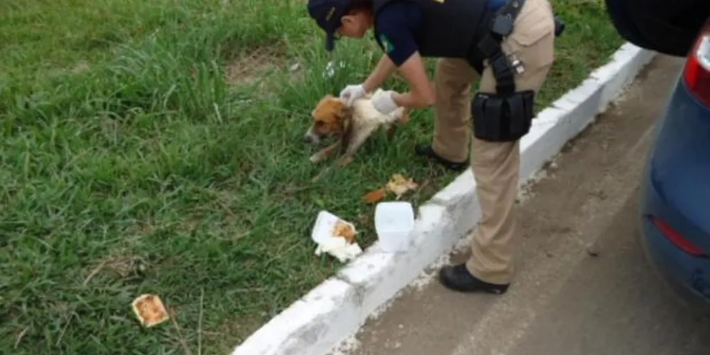 Imagem ilustrativa da imagem Quantidade de cães abandonados nas rodovias preocupa PRF