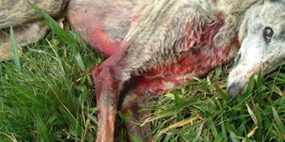 Imagem ilustrativa da imagem Empresário se irrita e mata cachorro a tiros