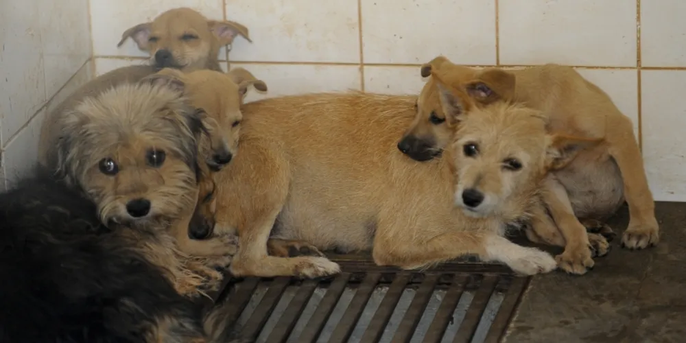 Imagem ilustrativa da imagem Câmara pode votar política de esterilização de cães e gatos