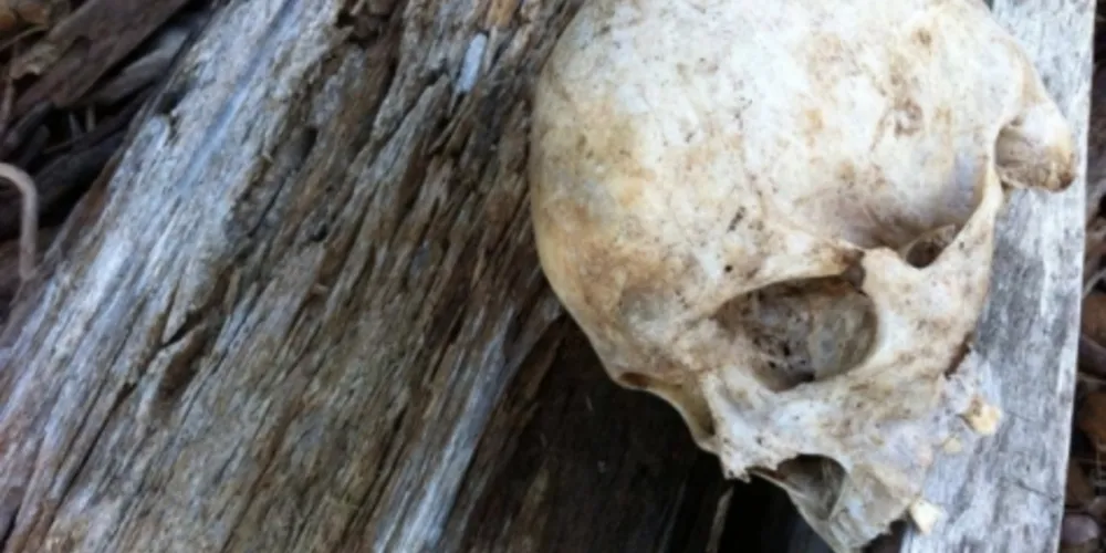 Imagem ilustrativa da imagem Polícia encontra crânio às margens do Rio Iguaçu